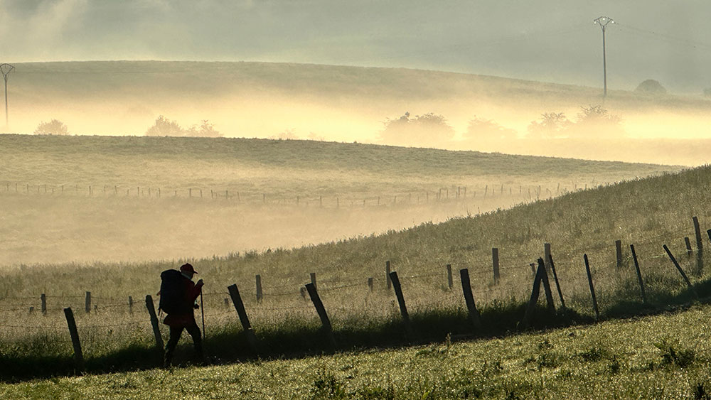 Misty Fence